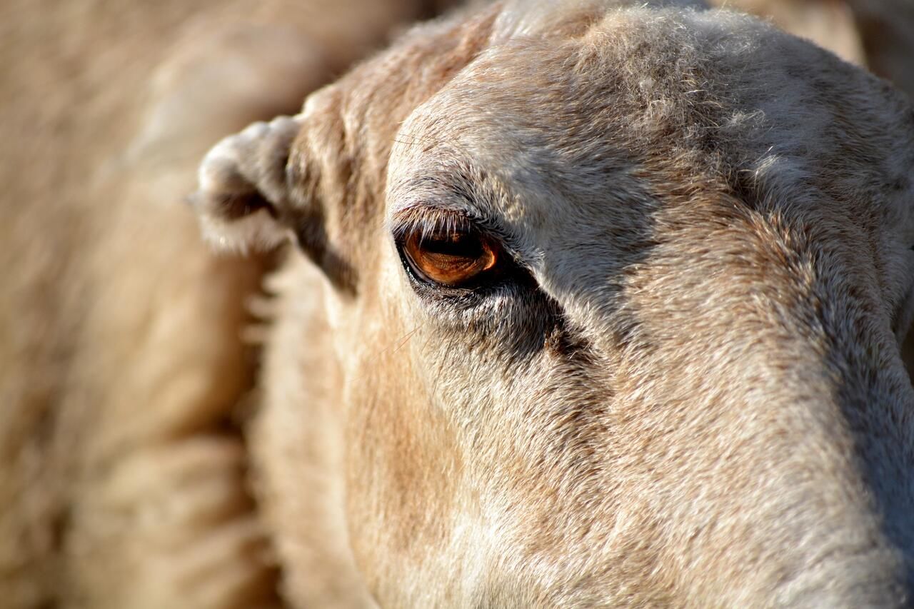 Кемпинги Livestock Keepers Tourism/Sarvor tourism Gavarr-8