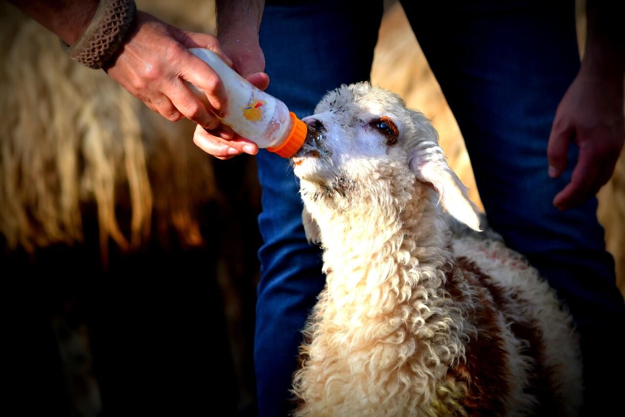 Кемпинги Livestock Keepers Tourism/Sarvor tourism Gavarr-11